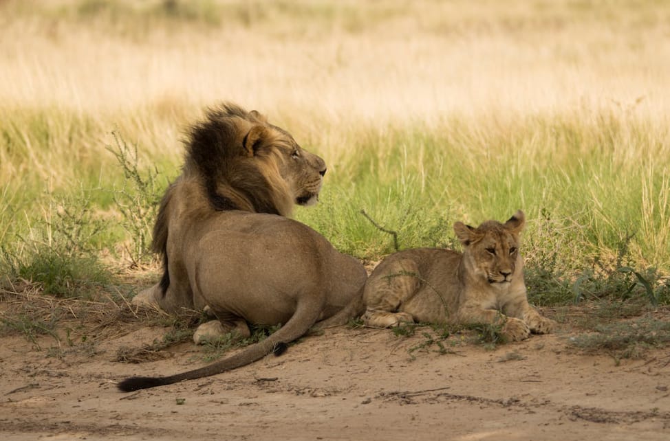 lions of the Sabi Sand
