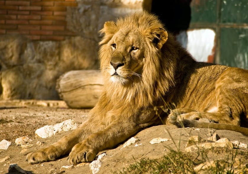 lions of the Sabi Sand